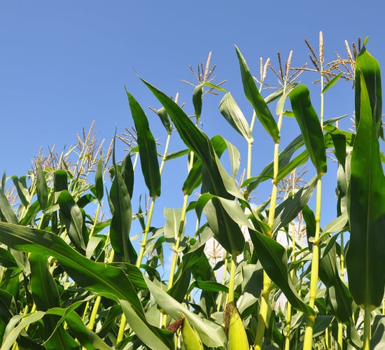 Maize: 3 common pitfalls to avoid at this time of year