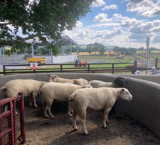 Sheep advice: Reducing workloads with a sheep handling unit