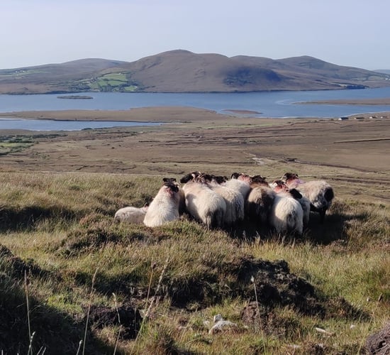 Ballinrobe Mart to host Mayo Blackface sheep sale