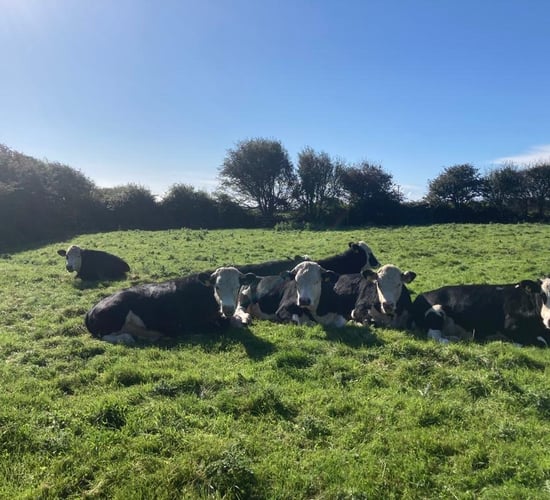 Beef kill: Highest weekly throughput of steers so far this year