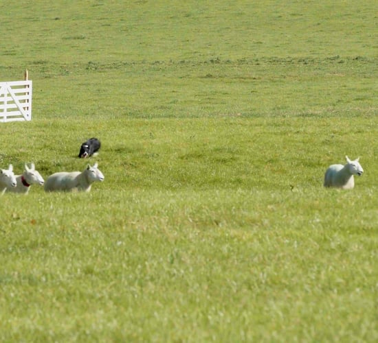 Watch: 2023 International Sheepdog Trials a 'huge event' for Wicklow