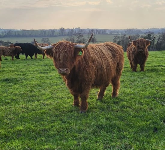 Highland cattle reduction sale kicks off today