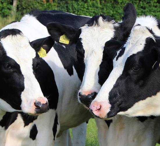 AgriSearch launches survey for Northern Ireland dairy farmers