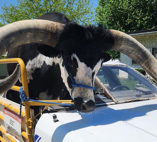 Watch: Man driving with bull in his car stopped by police