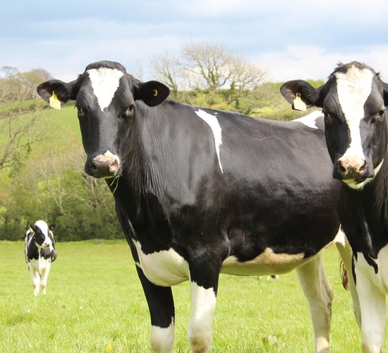 UK bluetongue control zones to be lifted with cases at 86