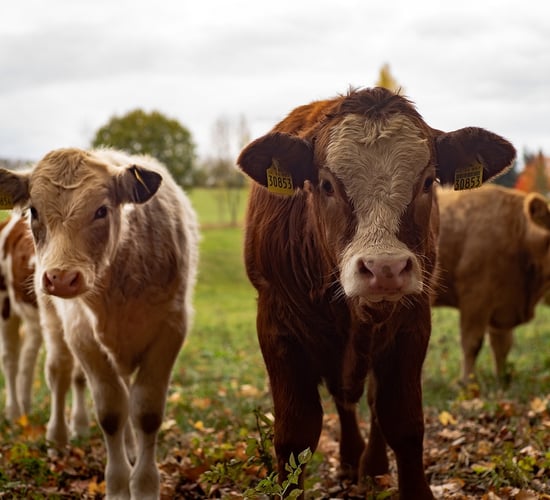 FAO: Livestock production is 'vital part of our agri-food systems'