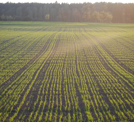 Tillage: Weather impact highlighted in latest crop report