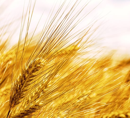 Tillage: Most winter barley crops are ready for the combine