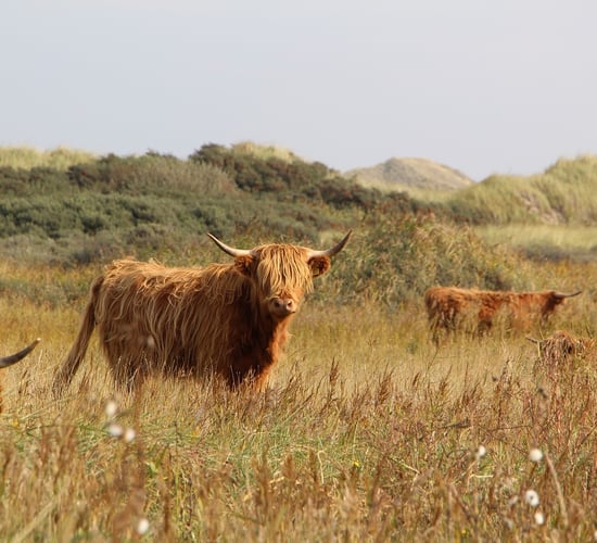 Tullow Mart sees record Highland price at auction in Ireland