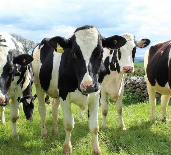 Rabobank lowers its 2023 milk production forecast