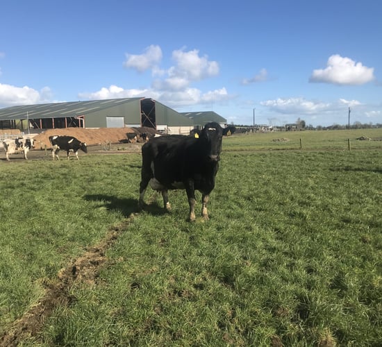 Farm walk: Breeding a balanced herd in Louth