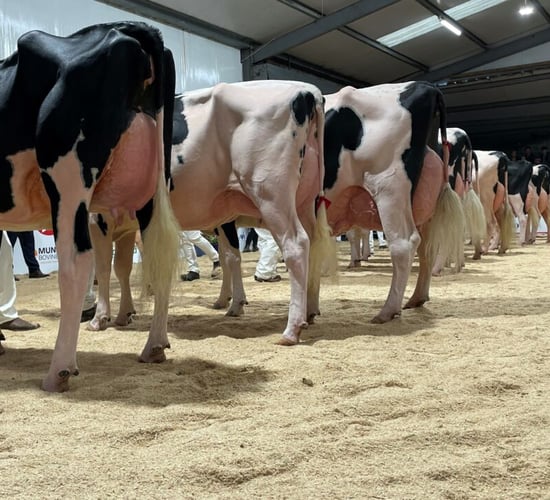 National Dairy Show judge unveiled