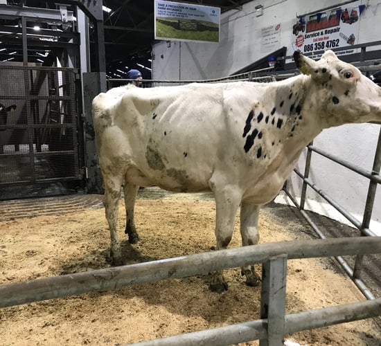 Freshly calved stock in demand at Taaffe Auctions dairy sale