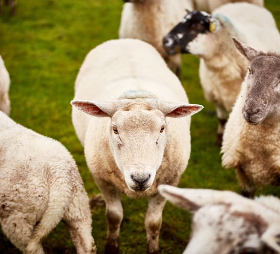 Focus: Adding value to a sheep enterprise with 'lamb ham'
