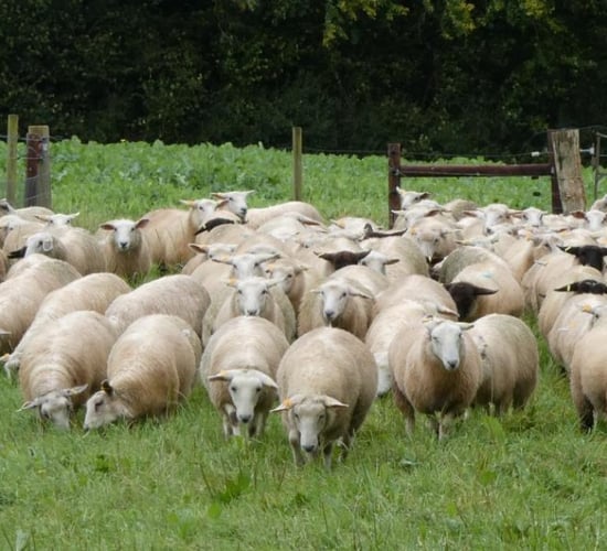 Showcase of New Zealand breed of 'elite maternal' sheep in Meath