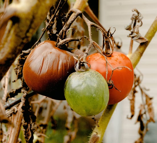 Tackle food loss and waste to reduce GHG emissions - United Nations