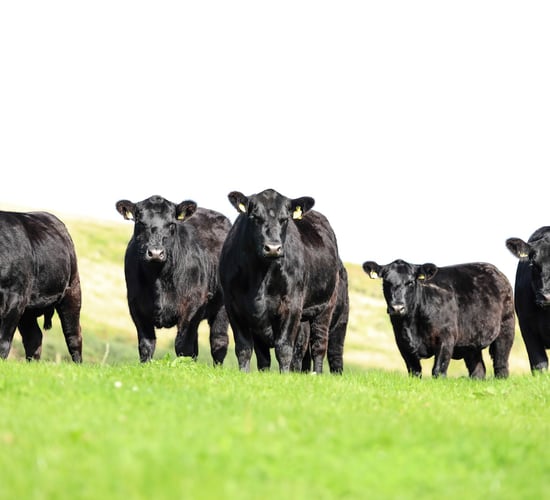 Lisduff Angus sale returns with promising new genetics