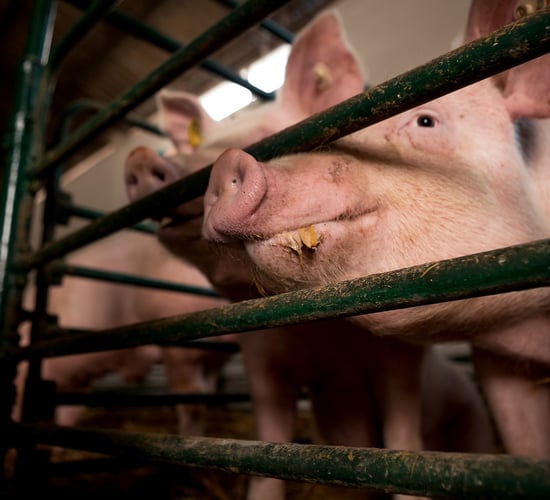 Disease-resistant pigs approved for sale in US
