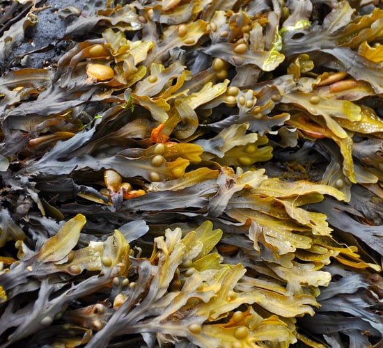 Seaweed supplements proven to cut methane emissions in cattle by 38%