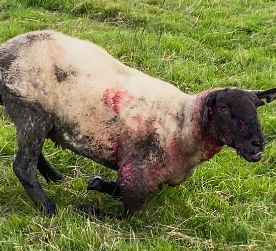 Graphic pics: Sheep 'horrendously mauled' by a dog in Wicklow