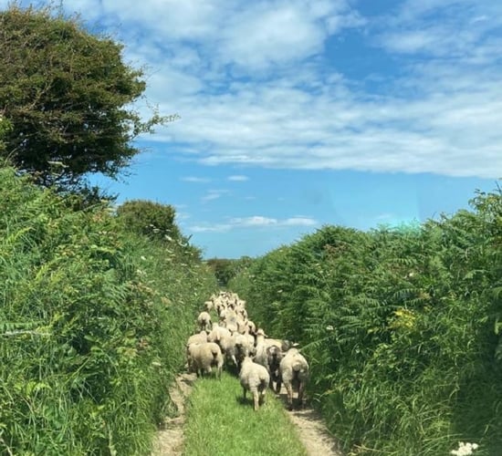 Irish sheepmeat exports valued at €440m in 2023