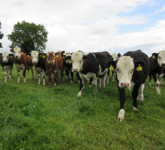 Autumn Beef Series: Maintaining calf performance at grass in autumn