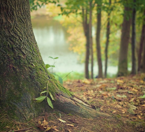 70% of all appeals to Environmental Commissioner in 2024 were on forestry