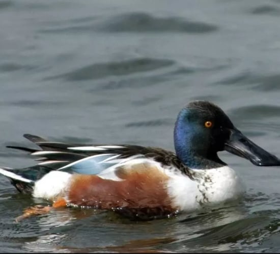 Four wild birds now on banned list for shooting