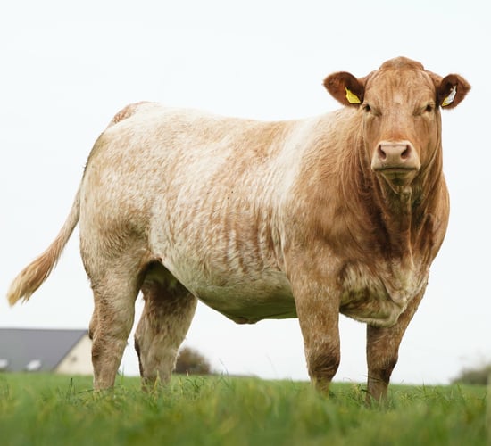Special springer sale set for Tuam Mart on Monday