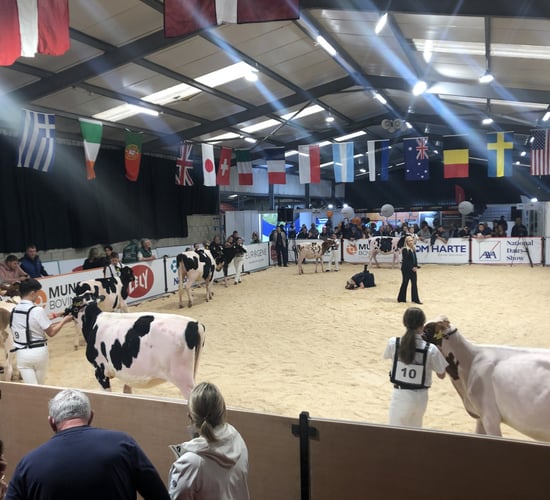 AXA National Dairy Show gets underway in Millstreet