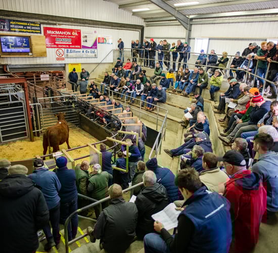 In-calf heifers hit €4,150 at Salers society sale in Gort