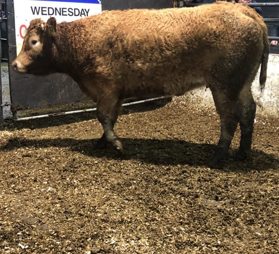 Heavy bullocks hit €3.16/kg at Balla Mart