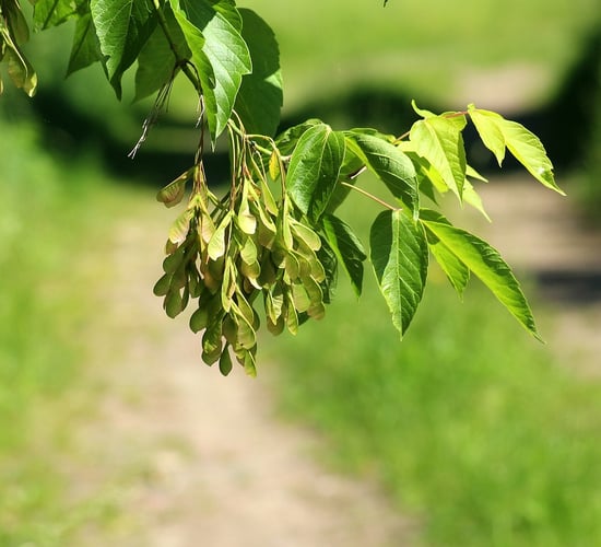 'Disgraceful' delay on ash dieback strategy  - Kerrane