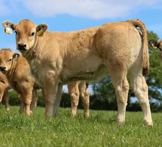 Awards to be presented at Aubrac society sale this weekend