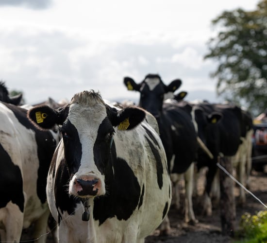 DSM announces partnership to assessment carbon footprint of food