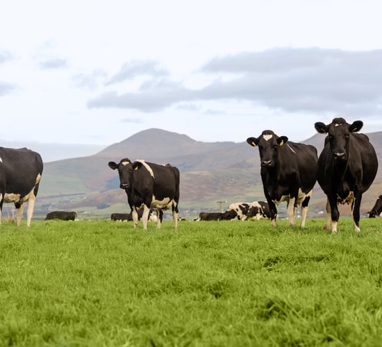 Supporting dairy farmers with a range of reliable farm metrics