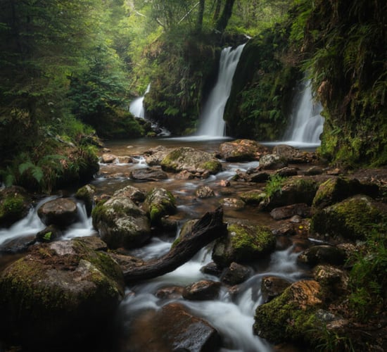 Forest photo competition launched with new junior category