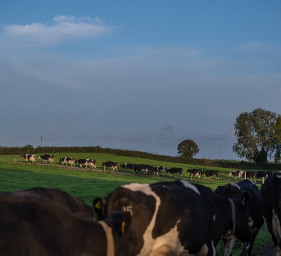 Milk recording data indicates strong mid-season performance