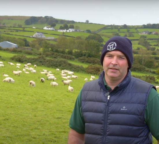 Co. Down sheep farmer focused on maintaining body condition