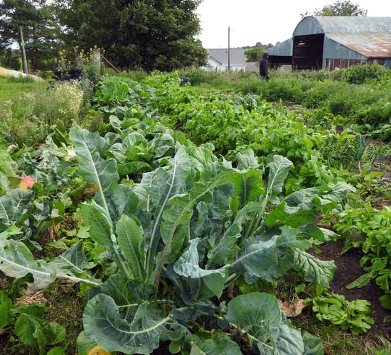 Síolta Chroí to run free regenerative farming course this November