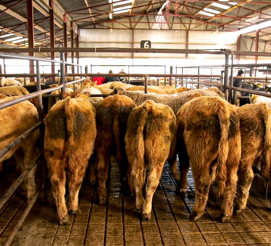 Suckler-bred calf numbers back 51,500 to date this year
