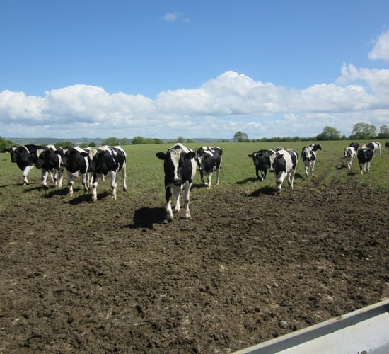 Autumn Beef Series: Is it better to finish off grass or house this year?