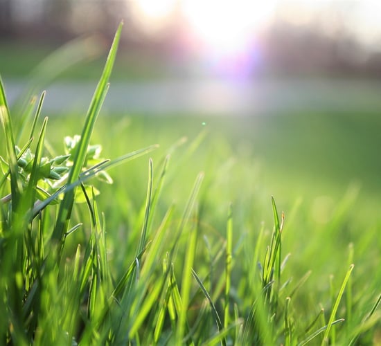 Conference to examine changes in grass growth