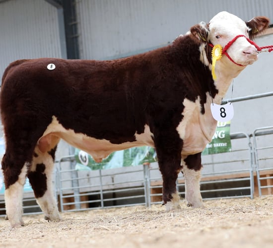 Westmeath bull takes top price at Hereford show and sale