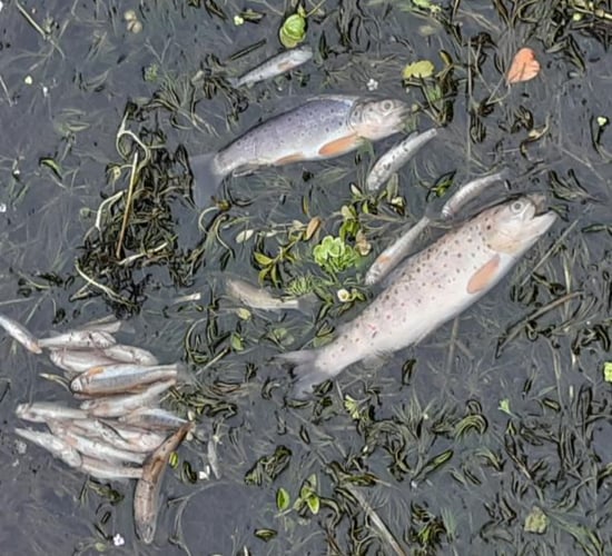 Uisce Éireann fined for polluting Cavan river