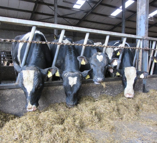 Autumn Beef Series: Dosing plans are priority as housing begins