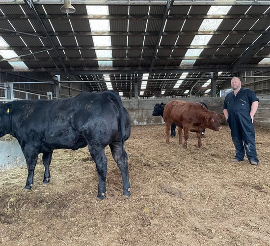 85 springing heifers set for Ballymena 'Leading Ladies' sale
