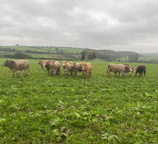 €500/bullock net margin on Laois beef and tillage farm