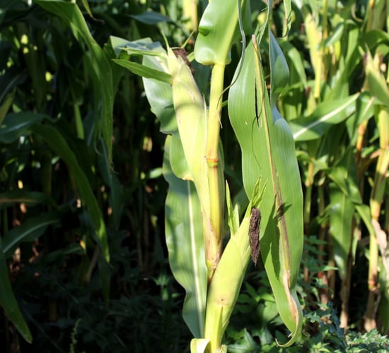 US maize harvest gathering momentum