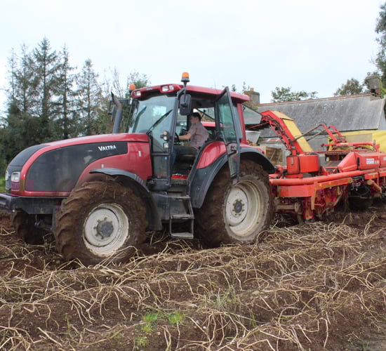 Two-thirds of potato crop yet to be harvested